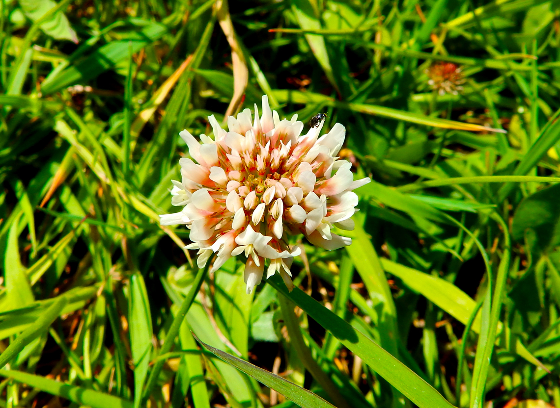White clover - Trifolium repens Borgloon. Belgium,Geotagged,Spring,Trifolium repens,White clover