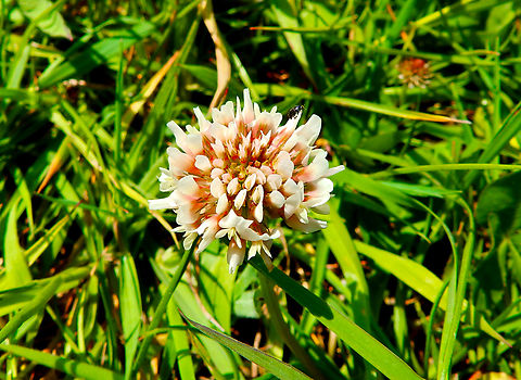 White clover - Trifolium repens Borgloon. Belgium,Geotagged,Spring,Trifolium repens,White clover