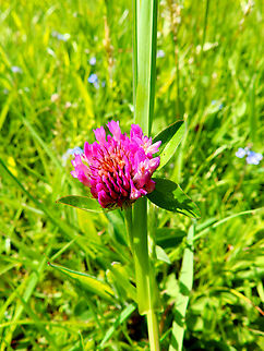 Red clover - Trifolium pratense Borgloon. Belgium,Geotagged,Red clover,Spring,Trifolium pratense