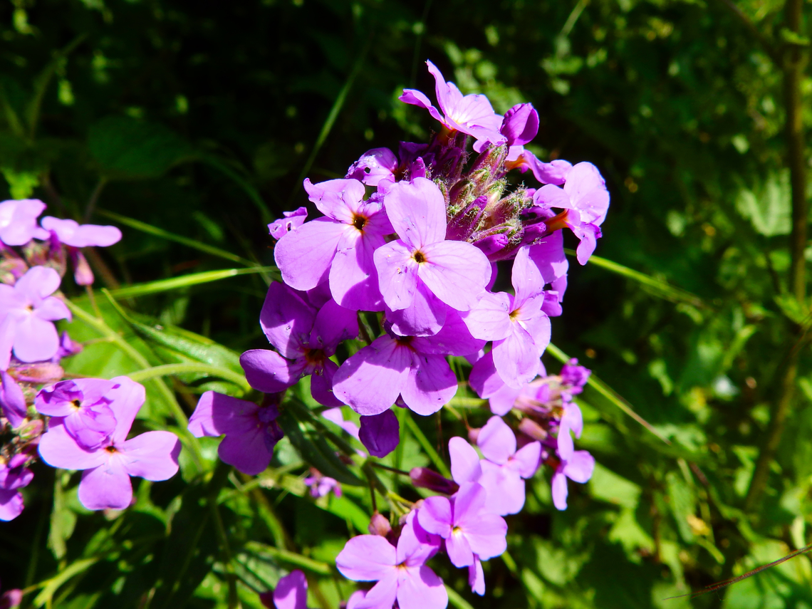 Dame's Rocket - Hesperis matronalis Abdij Marienlof. Belgium,Dame's Rocket,Geotagged,Hesperis matronalis,Spring