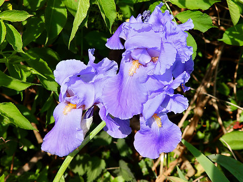 Iris &times; germanica Abdij Marienlof.  Belgium,Geotagged,Iris &times; germanica,Spring