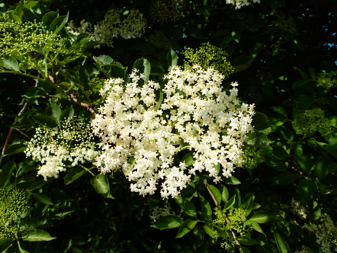 Elderberry - Sambucus nigra Abdij Marienlof.  Belgium,Elderberry,Geotagged,Sambucus nigra,Spring