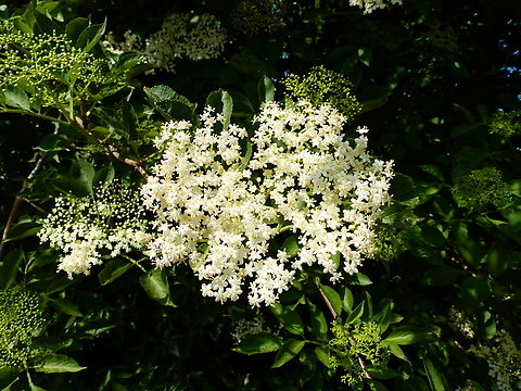 Elderberry - Sambucus nigra Abdij Marienlof.  Belgium,Elderberry,Geotagged,Sambucus nigra,Spring