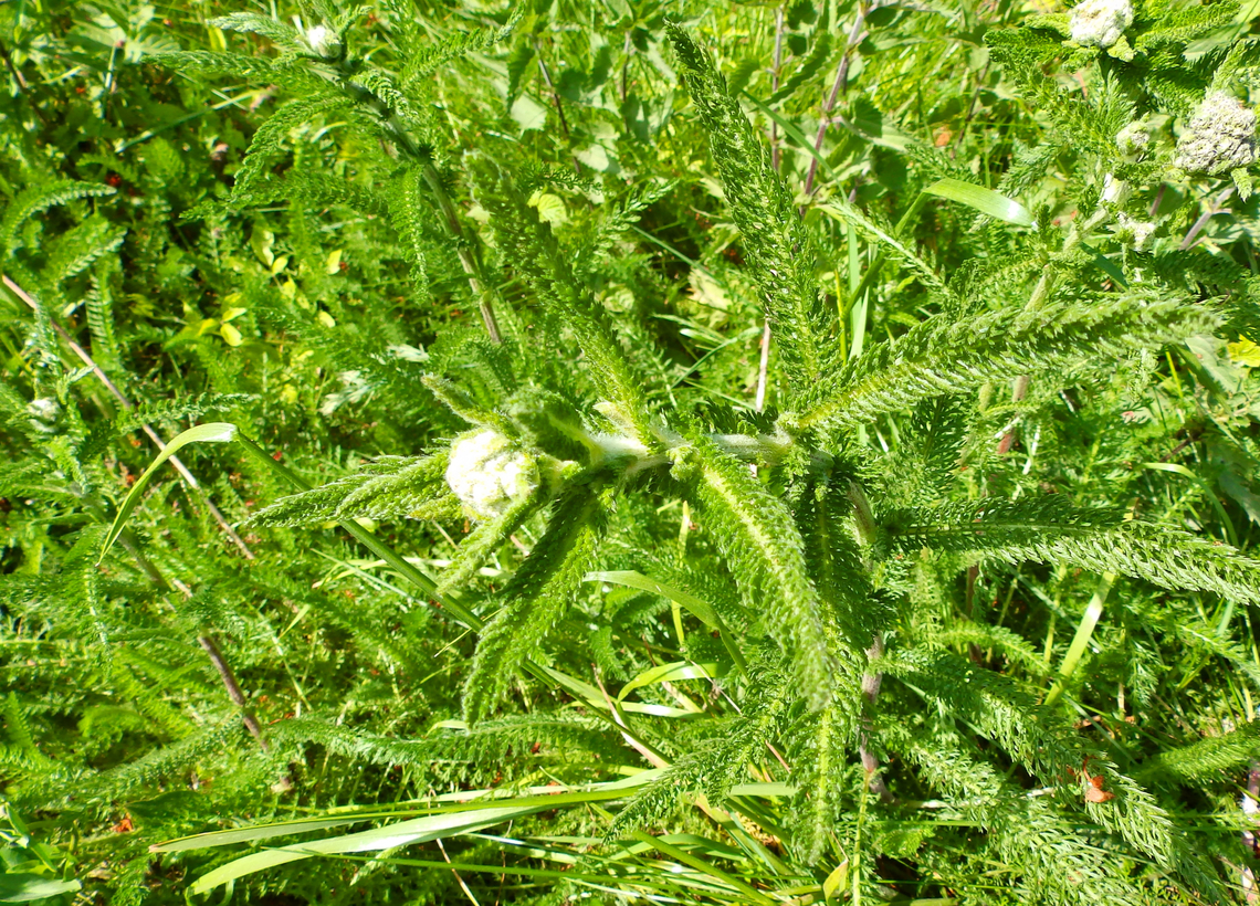 Common yarrow - Achillea millefolium Abdij Marienlof.  Achillea millefolium,Belgium,Common yarrow,Geotagged,Spring