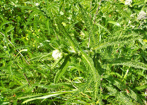 Common yarrow - Achillea millefolium Abdij Marienlof.  Achillea millefolium,Belgium,Common yarrow,Geotagged,Spring