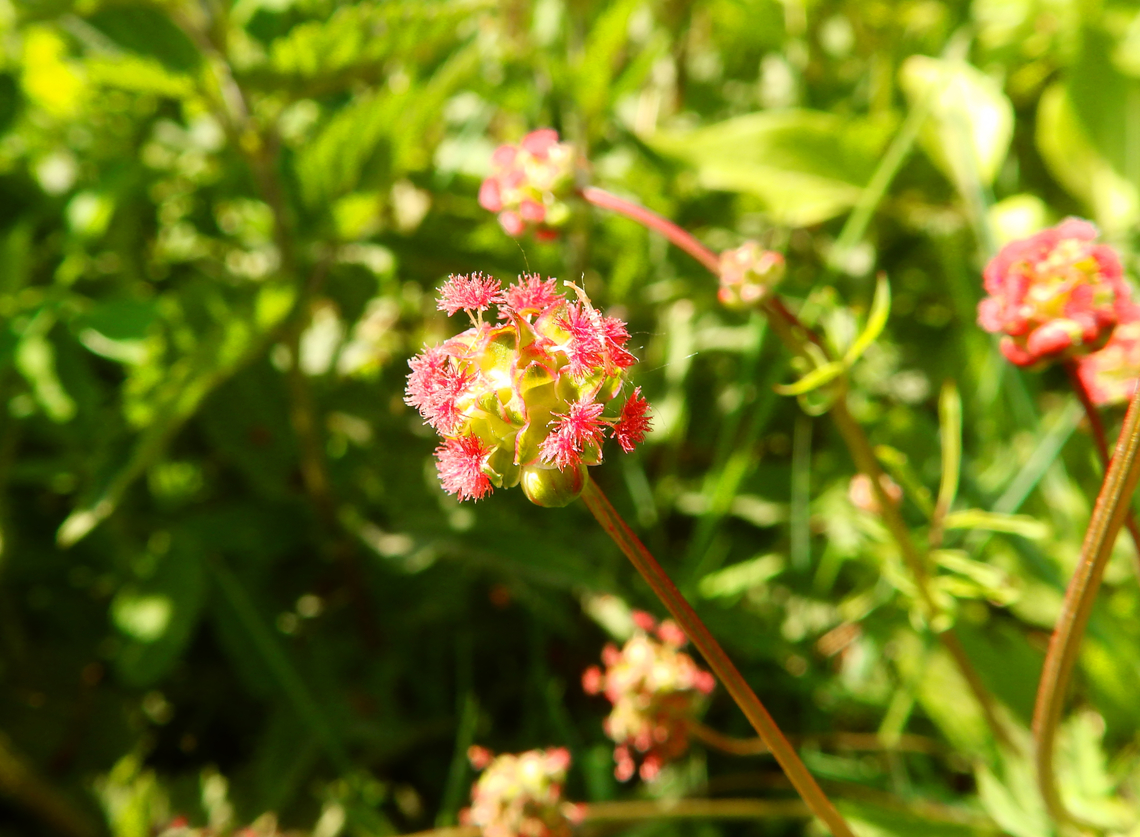 Salad Burnet - Sanguisorba minor Abdij Marienlof.  Belgium,Geotagged,Salad Burnet,Sanguisorba minor,Spring