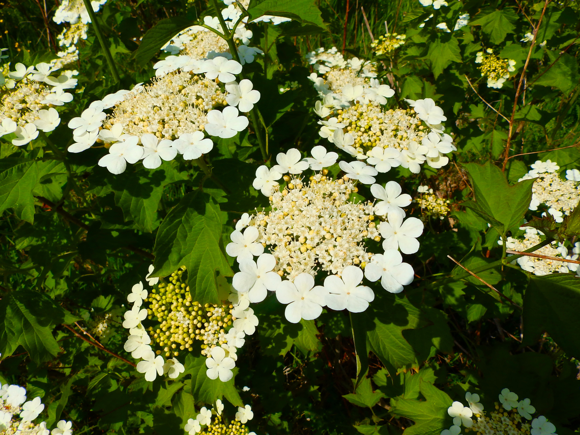 Guelder-rose - Viburnum opulus Abdij Marienlof.  Belgium,Geotagged,Guelder-rose,Spring,Viburnum opulus