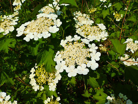 Guelder-rose - Viburnum opulus Abdij Marienlof.  Belgium,Geotagged,Guelder-rose,Spring,Viburnum opulus