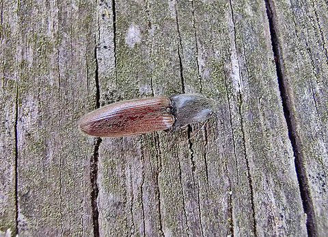 Athous subfuscus Abdij Marienlof.  Athous haemorrhoidalis,Athous subfuscus,Belgium,Common Brown Click Beetle,Geotagged,Spring