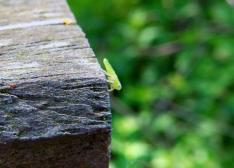 Leaf hopper Abdij Marienlof.  Belgium,Geotagged,Spring