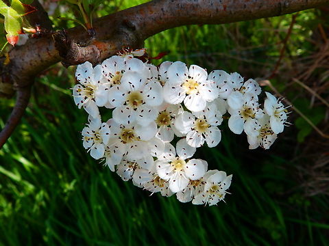 Dotted Hawthorn - Crataegus punctata Abdij Marienlof. Again, multiple species cultivated also in this area, as is an abdij, might explain location of this non native species. Belgium,Crataegus punctata,Geotagged,Spring