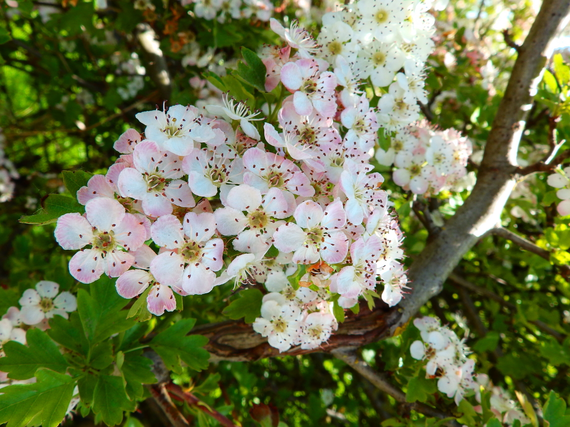 Common hawthorn - Crataegus monogyna Abdij Marienlof.  Belgium,Common hawthorn,Crataegus monogyna,Geotagged,Spring