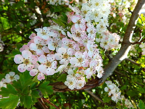 Common hawthorn - Crataegus monogyna Abdij Marienlof.  Belgium,Common hawthorn,Crataegus monogyna,Geotagged,Spring