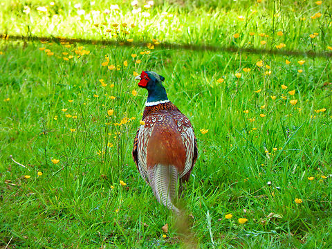 Common Pheasant - Phasianus colchicus Abdij Marienlof.  Belgium,Common Pheasant,Geotagged,Phasianus colchicus,Spring