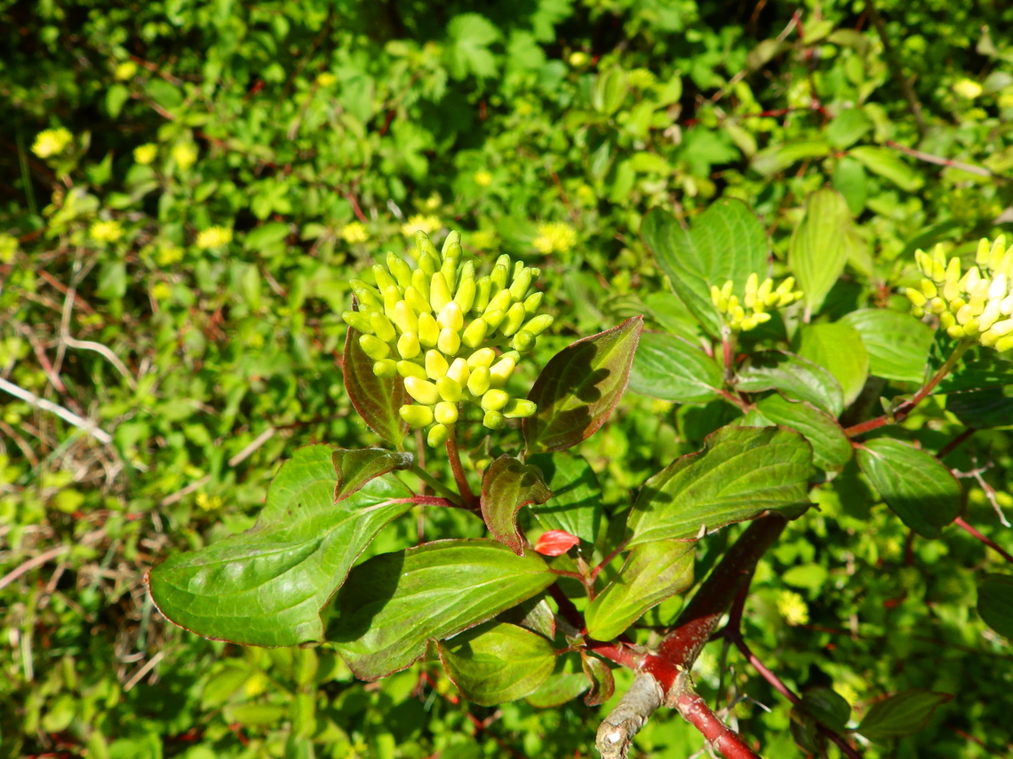Common dogwood - Cornus sanguinea Abdij Marienlof.  Belgium,Common dogwood,Cornus sanguinea,Geotagged,Spring