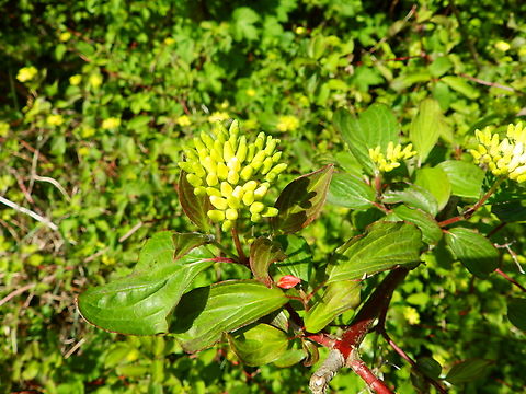 Common dogwood - Cornus sanguinea Abdij Marienlof.  Belgium,Common dogwood,Cornus sanguinea,Geotagged,Spring