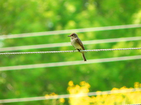 Spotted Flycatcher - Muscicapa striata Abdij Marienlof.  Belgium,Geotagged,Muscicapa striata,Spotted Flycatcher,Spring