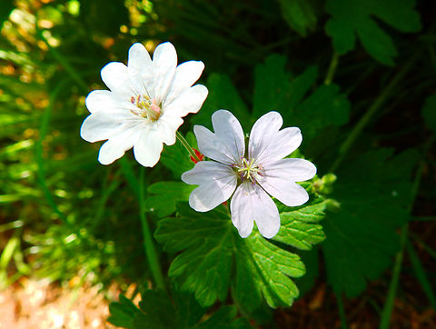 Hedgerow cranesbill - Geranium pyrenaicum "Summer Snow" Cultivated.
Abdij Marienlof.  Belgium,Geotagged,Geranium pyrenaicum,Hedgerow cranesbill,Spring