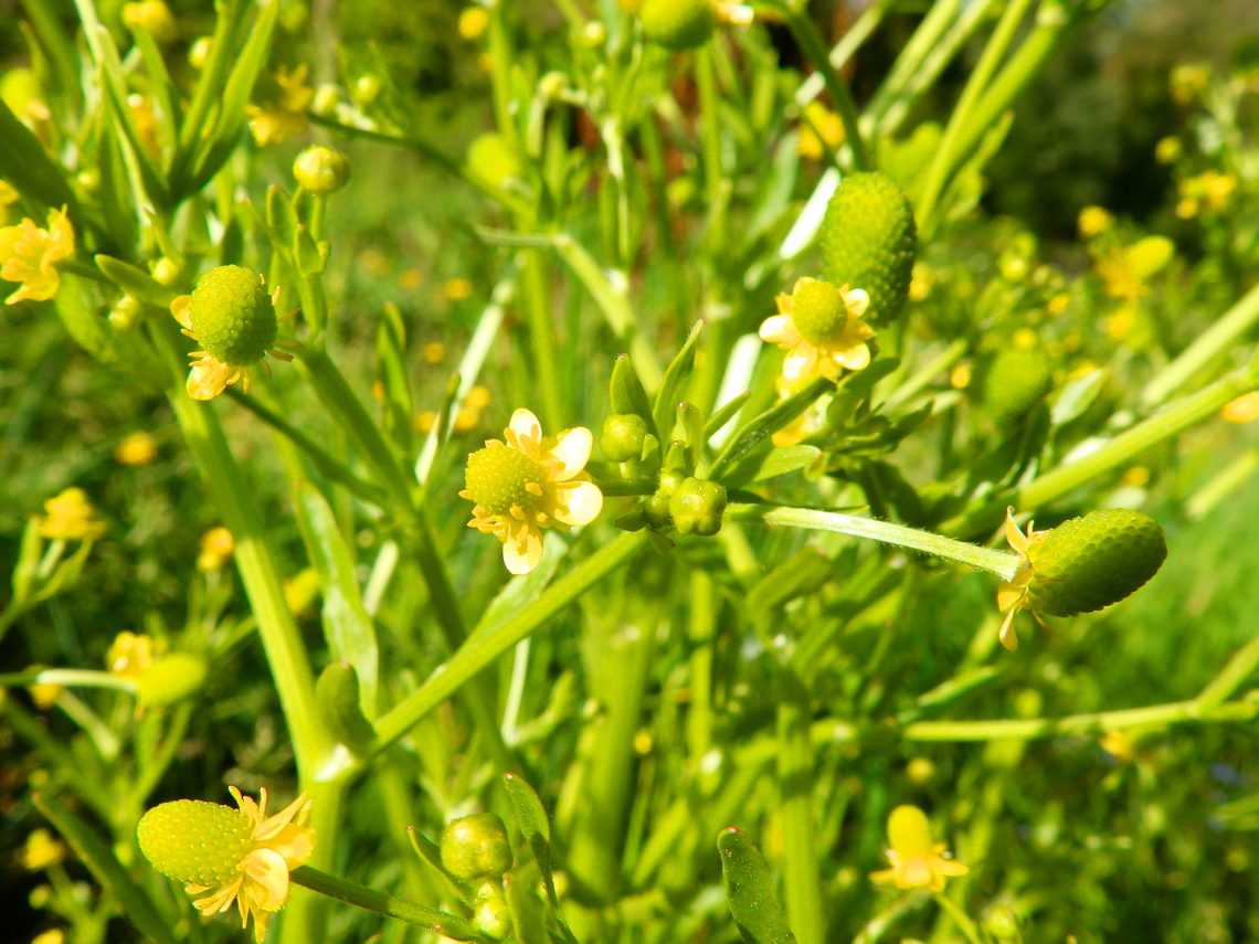 Cursed Crowfoot - Ranunculus sceleratus Abdij Marienlof.  Belgium,Cursed Crowfoot,Geotagged,Ranunculus sceleratus,Spring