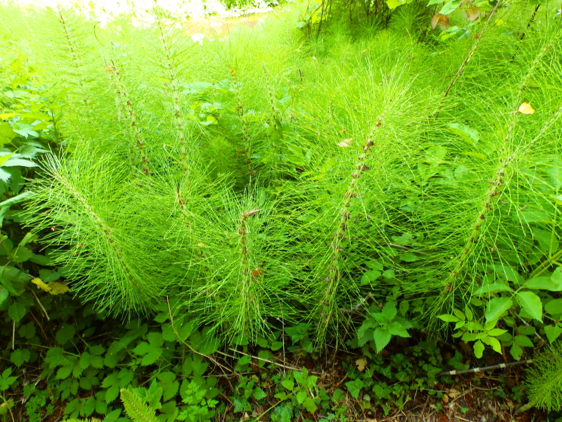 Northern Giant Horsetail - Equisetum telmateia Abdij Marienlof.  Belgium,Equisetum telmateia,Geotagged,Northern Giant Horsetail,Spring
