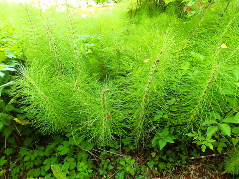 Northern Giant Horsetail - Equisetum telmateia Abdij Marienlof.  Belgium,Equisetum telmateia,Geotagged,Northern Giant Horsetail,Spring