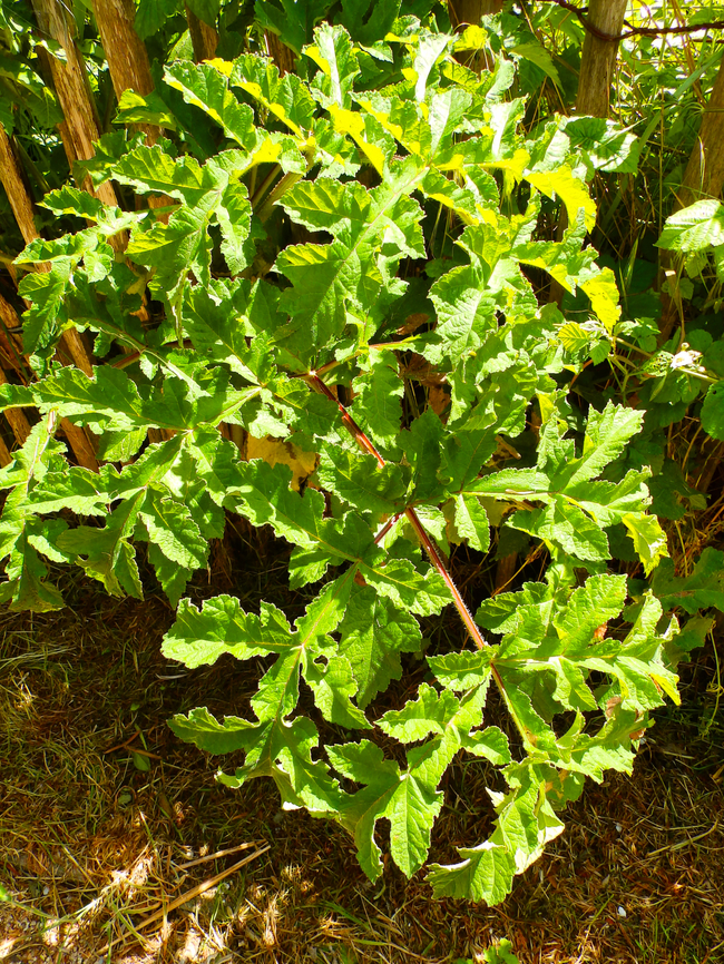 Common hogweed - Heracleum sphondylium De Fonteintjes. Belgium,Common hogweed,Geotagged,Heracleum sphondylium,Spring