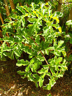 Common hogweed - Heracleum sphondylium De Fonteintjes. Belgium,Common hogweed,Geotagged,Heracleum sphondylium,Spring