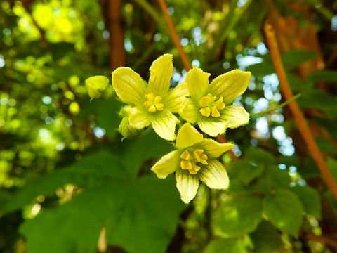 Bryonia dioica De Fonteintjes. Belgium,Bryonia dioica,Geotagged,Spring