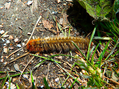 Oak Eggar - Lasiocampa quercus, caterpillar De Fonteintjes. Belgium,Geotagged,Lasiocampa quercus,Oak Eggar,Spring