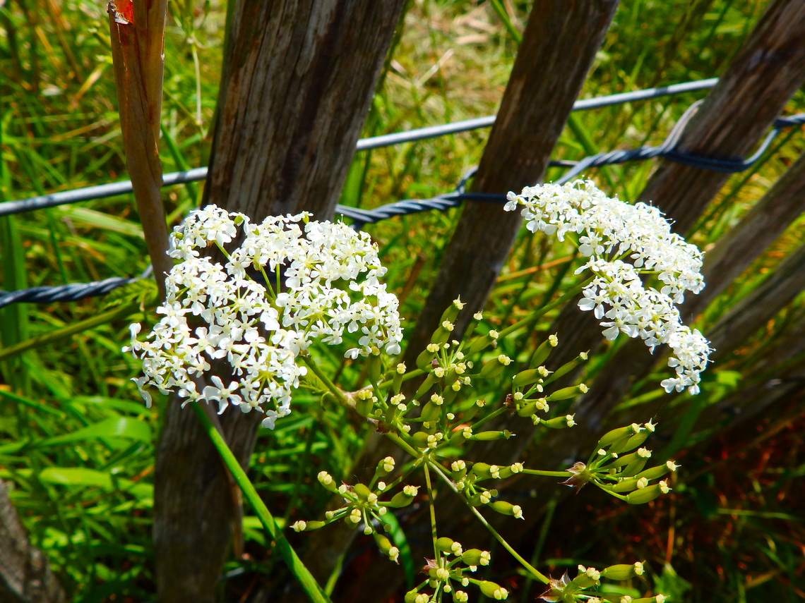 Cow parsley - Anthriscus sylvestris De Fonteintjes. Anthriscus sylvestris,Belgium,Cow parsley,Geotagged,Spring