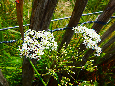 Cow parsley - Anthriscus sylvestris De Fonteintjes. Anthriscus sylvestris,Belgium,Cow parsley,Geotagged,Spring