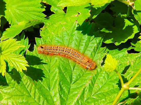 Drinker - Euthrix potatoria, caterpillar De Fonteintjes. Belgium,Drinker,Euthrix potatoria,Geotagged,Spring