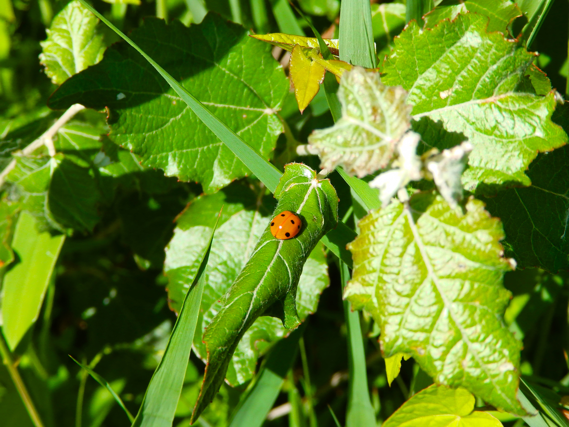 Coccinella septempunctata De Fonteintjes.  Belgium,Coccinella septempunctata,Geotagged,Seven-spotted Lady Beetle,Spring