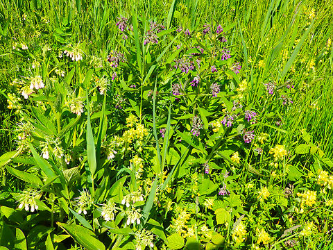 Common comfrey - Symphytum officinale De Fonteintjes. Belgium,Common comfrey,Geotagged,Spring,Symphytum officinale