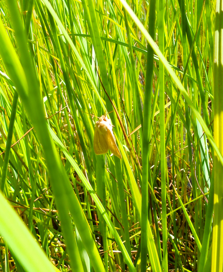 Common wainscot - Mythimna pallens De Fonteintjes.  Belgium,Common wainscot,Geotagged,Mythimna pallens,Spring