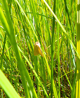 Common wainscot - Mythimna pallens De Fonteintjes.  Belgium,Common wainscot,Geotagged,Mythimna pallens,Spring
