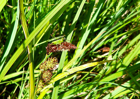 Long-winged conehead - Conocephalus fuscus De Fonteintjes.  Belgium,Conocephalus fuscus,Geotagged,Spring