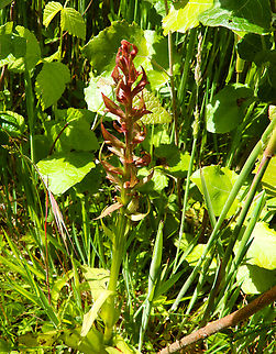 Frog orchid - Dactylorhiza viridis De Fonteintjes.  Belgium,Coeloglossum viride,Frog orchid,Geotagged,Spring