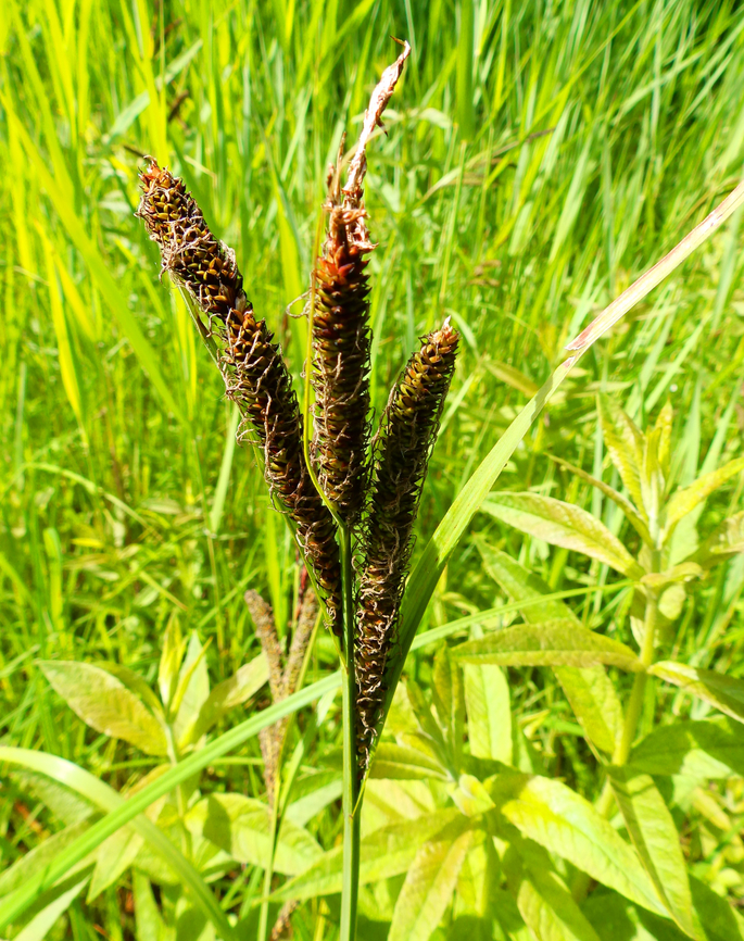 Greater pond sedge - Carex riparia De Fonteintjes.  Belgium,Carex riparia,Geotagged,Greater pond sedge,Spring