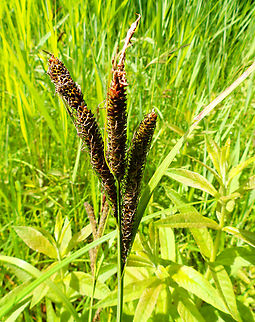 Greater pond sedge - Carex riparia De Fonteintjes.  Belgium,Carex riparia,Geotagged,Greater pond sedge,Spring