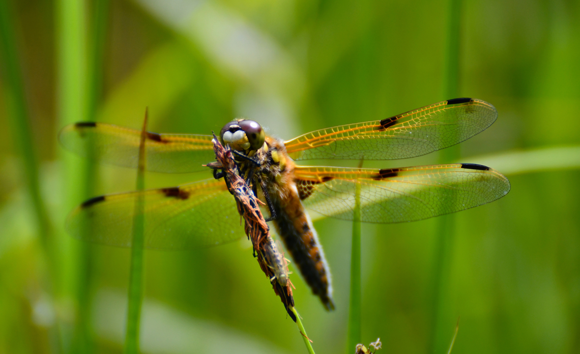 Four-spotted chaser - Libellula quadrimaculata De Fonteintjes.  Belgium,Four-spotted chaser,Geotagged,Libellula quadrimaculata,Spring