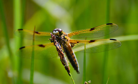 Four-spotted chaser - Libellula quadrimaculata De Fonteintjes.  Belgium,Four-spotted chaser,Geotagged,Libellula quadrimaculata,Spring