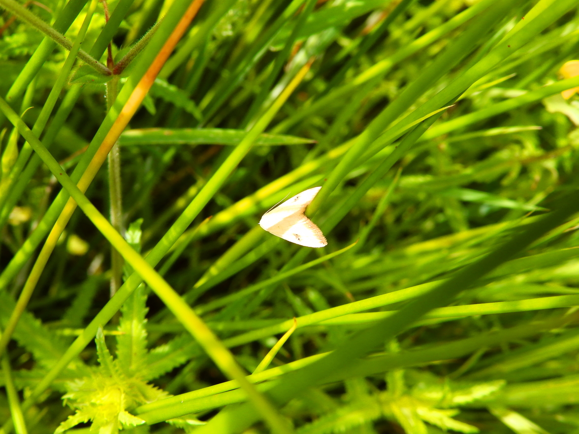 Straw Dot - Rivula sericealis De Fonteintjes.  Belgium,Geotagged,Rivula sericealis,Spring,Straw Dot