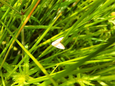 Straw Dot - Rivula sericealis De Fonteintjes.  Belgium,Geotagged,Rivula sericealis,Spring,Straw Dot