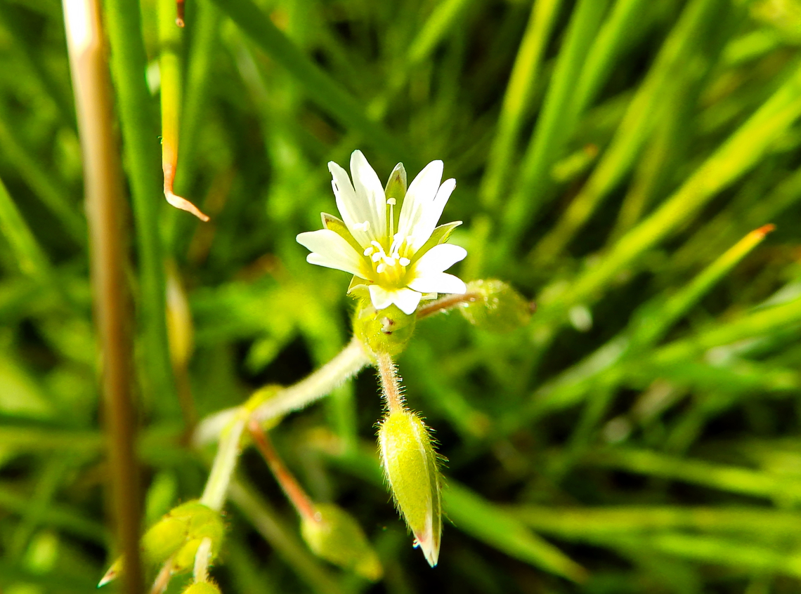 Big Chickweed - Cerastium fontanum De Fonteintjes.  Belgium,Big Chickweed,Cerastium fontanum,Cerastium fontanum vulgare,Geotagged,Mouse-ear chickweed,Spring