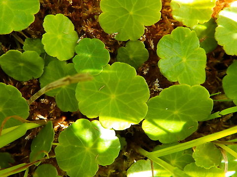 Marsh pennywort - Hydrocotyle vulgaris De Fonteintjes.  Belgium,Geotagged,Hydrocotyle vulgaris,Spring