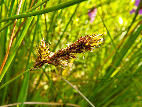 Brown sedge - Carex disticha De Fonteintjes.  Belgium,Carex disticha,Geotagged,Spring
