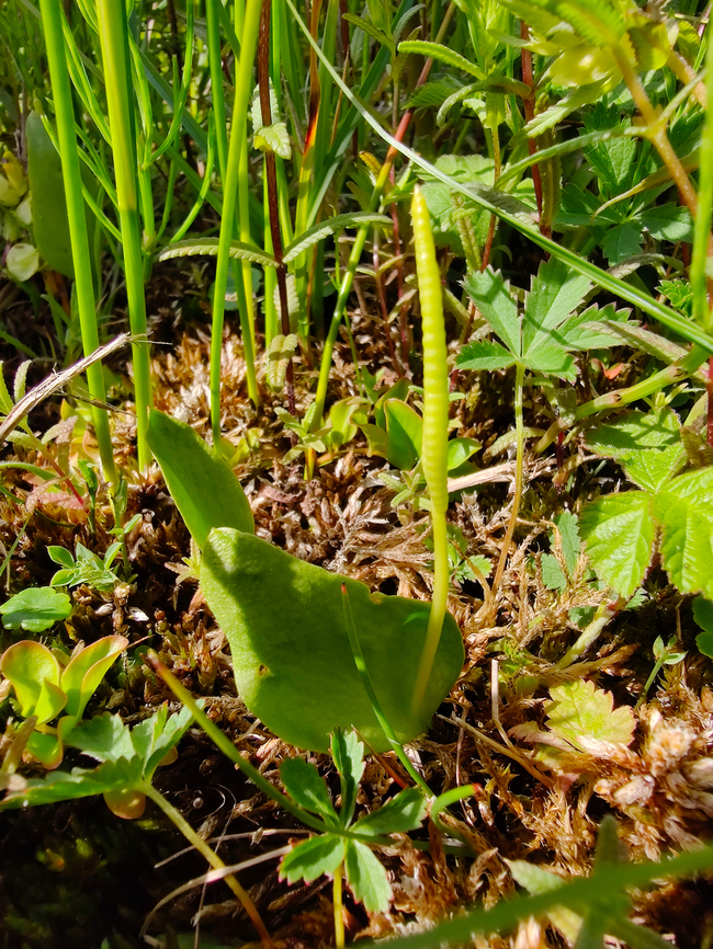 Adder's-tongue - Ophioglossum vulgatum De Fonteintjes.  Adder's-tongue,Belgium,Geotagged,Ophioglossum vulgatum,Spring