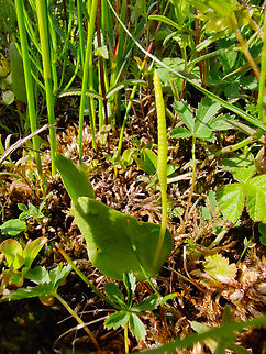 Adder's-tongue - Ophioglossum vulgatum De Fonteintjes.  Adder's-tongue,Belgium,Geotagged,Ophioglossum vulgatum,Spring