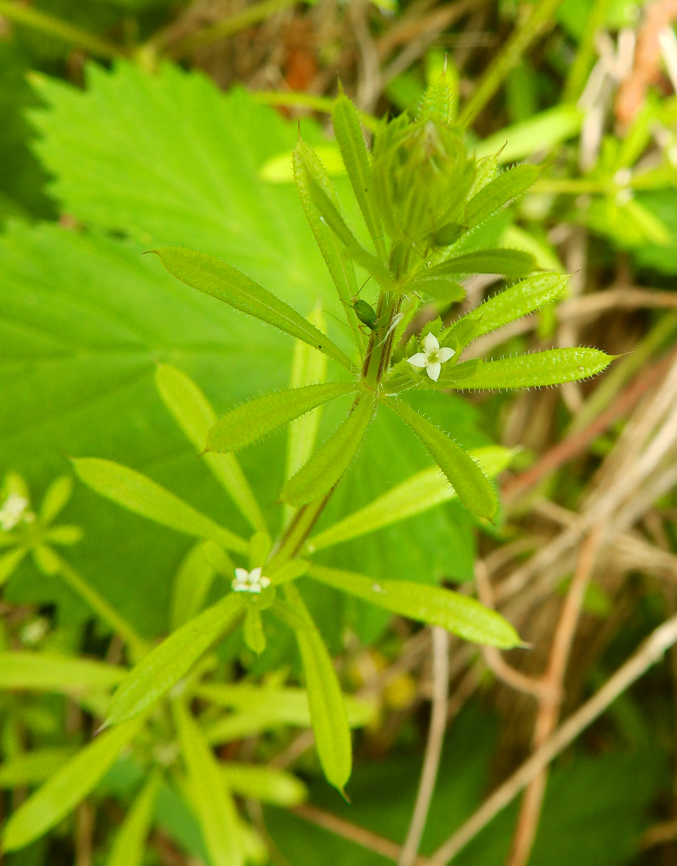 Cleavers - Galium aparine De Fonteintjes.  Belgium,Cleavers,Galium aparine,Geotagged,Spring